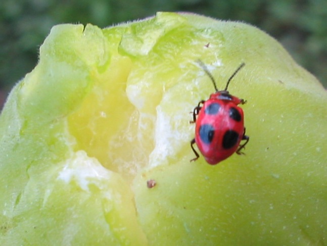 Endomychus coccineus